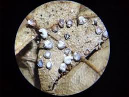 Attēlu rezultāti vaicājumam “Diderma ochraceum macro”