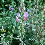 Attēlu rezultāti vaicājumam “Onobrychis arenaria fruit”