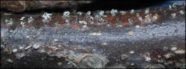 Attēlu rezultāti vaicājumam “Trichia botrytis var. cerifera macro”