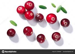 Attēlu rezultāti vaicājumam “Oxycoccus”