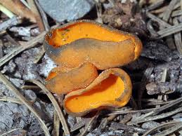 Attēlu rezultāti vaicājumam “Caloscypha fulgens”