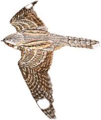 Attēlu rezultāti vaicājumam “Caprimulgus europaeus”