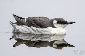 Image result for Uria aalge