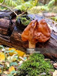 Attēlu rezultāti vaicājumam “Gyromitra infula”