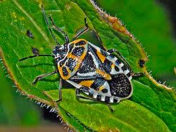 Attēlu rezultāti vaicājumam “Eurydema dominulus imago”