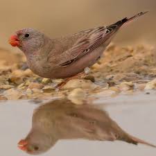 Image result for Bucanetes githagineus