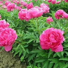 Image result for Pfingstrose