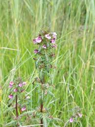 Attēlu rezultāti vaicājumam “Pedicularis palustris fruit”