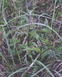 Attēlu rezultāti vaicājumam “Epipactis atrorubens bud”