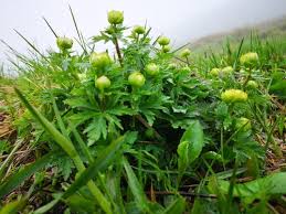 Attēlu rezultāti vaicājumam “Trollius europaeus bud”