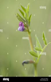 Attēlu rezultāti vaicājumam “Vicia lathyroides”