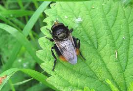 Attēlu rezultāti vaicājumam “Volucella bombylans”