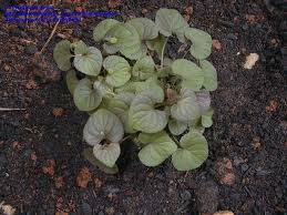 Attēlu rezultāti vaicājumam “Viola riviniana leaf”