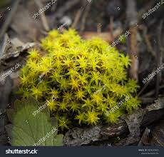 Attēlu rezultāti vaicājumam “Syntrichia”