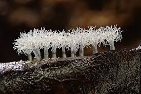 Attēlu rezultāti vaicājumam “Ceratiomyxa fruticulosa”