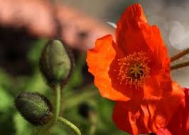 Image result for Papaver nudicaule