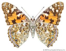 Attēlu rezultāti vaicājumam “Vanessa cardui underside”