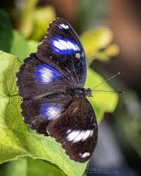 Attēlu rezultāti vaicājumam “Badhamia nitens macro”