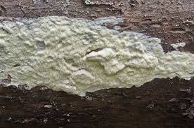 Attēlu rezultāti vaicājumam “Antrodia xantha”