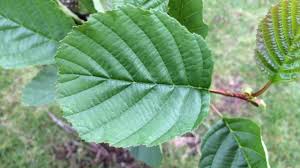 Attēlu rezultāti vaicājumam “Alnus glutinosa leaf”