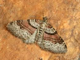 Attēlu rezultāti vaicājumam “Xanthorhoe designata”