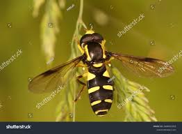 Attēlu rezultāti vaicājumam “Xanthogramma sp. male”