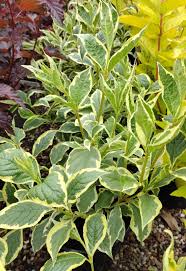 Attēlu rezultāti vaicājumam “Weigela praecox”