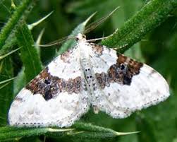 Attēlu rezultāti vaicājumam “Xanthorhoe montanata”