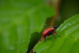 Attēlu rezultāti vaicājumam “Apoderus coryli”