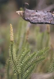 Attēlu rezultāti vaicājumam “Lycopodium dubium”