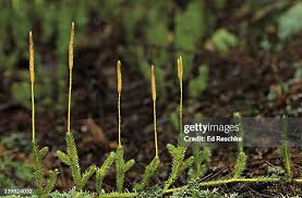 Attēlu rezultāti vaicājumam “Lycopodium clavatum”