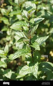 Image result for Menta x piperita