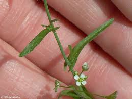 Attēlu rezultāti vaicājumam “Capsella bursa-pastoris leaf”
