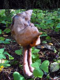 Attēlu rezultāti vaicājumam “Gyromitra infula”