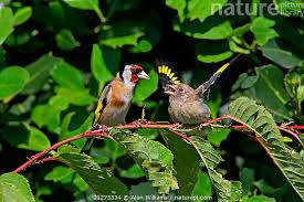 Attēlu rezultāti vaicājumam “Carduelis carduelis adult”
