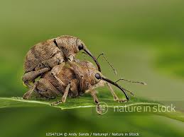 Attēlu rezultāti vaicājumam “Curculio venosus”