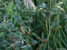 Attēlu rezultāti vaicājumam “Lathyrus tuberosus”