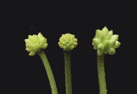 Attēlu rezultāti vaicājumam “Ficaria verna”