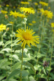 Attēlu rezultāti vaicājumam “Inula salicina”
