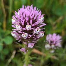 Attēlu rezultāti vaicājumam “Populus x jackii flower”