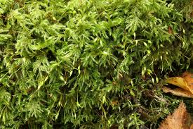 Attēlu rezultāti vaicājumam “Isothecium myosuroides”