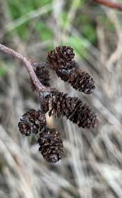 Attēlu rezultāti vaicājumam “Alnus incana bud”