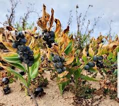 Attēlu rezultāti vaicājumam “Polygonatum odoratum fruit”