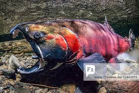 Image result for Oncorhynchus kisutch