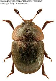 Attēlu rezultāti vaicājumam “Cychramus variegatus”