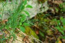 Attēlu rezultāti vaicājumam “Poa nemoralis leaf”