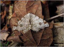 Attēlu rezultāti vaicājumam “Macaria notata”