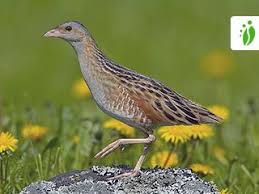 Image result for Crex crex