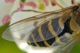 Attēlu rezultāti vaicājumam “Eupeodes nielseni”