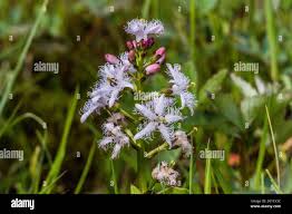 Attēlu rezultāti vaicājumam “Menyanthes trifoliata leaf”